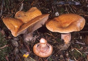 Lactarius_rubrilacteus(mgw-01).jpg