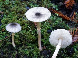 Lepiota_atrodisca(fs-01).jpg