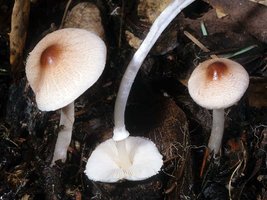 Lepiota_castaneidisca(mgw-01).jpg