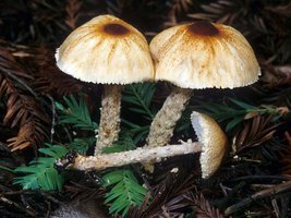 Lepiota_magnispora(mgw-01).jpg