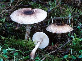 Lepiota_roseifolia(fs-01).jpg