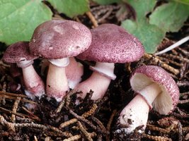 Lepiota_roseolivida(fs-01).jpg