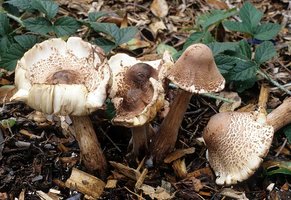 Leucoagaricus_americanus(fs-01).jpg