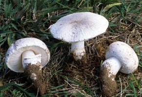 Leucoagaricus_barssii(fs-01).jpg