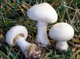 Leucoagaricus_leucothites(fs-05).jpg