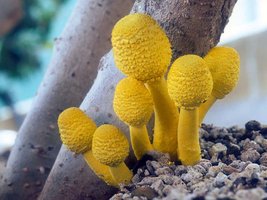 Leucocoprinus_birnbaumii(nw-01).jpg