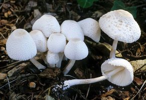 Leucocoprinus_cepaestipes(fs-04).jpg