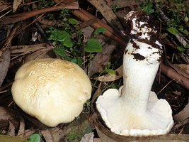 Leucopaxillus_albissimus(mgw-04).jpg