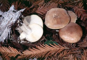 Leucopaxillus_gentianeus(mgw-05).jpg