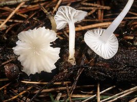 Marasmius_calhouniae(mgw-01).jpg