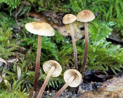 Marasmius_copelandii(fs-01).jpg