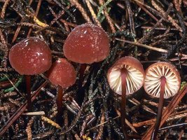 Marasmius_plicatulus(mgw-01).jpg