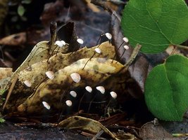 Marasmius_quercophilus(mgw-07).jpg