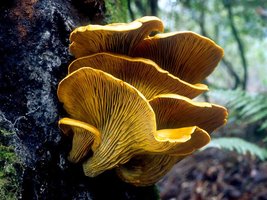 Omphalotus_olivascens(mgw-01).jpg