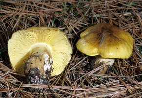 Tricholoma_flavovirens(fs-01).jpg