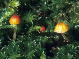 Mycena_acicula(mgw-01).jpg