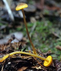 Mycena_aurantiomarginata(mgw-01).jpg