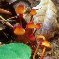 Mycena_californiensis(mgw-05).jpg