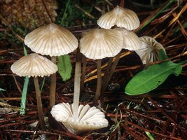 Mycena_capillaripes(mgw-02).jpg