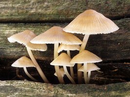 Mycena_galericulata(fs-02).jpg