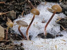 Mycena_griseoviridis(mgw-02).jpg