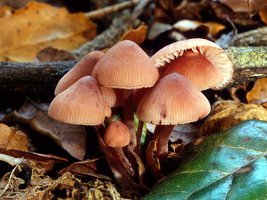 Mycena_haematopus(mgw-06).jpg