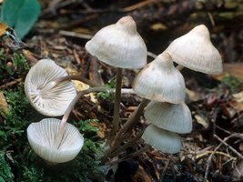 Mycena_maculata(mgw-02).jpg