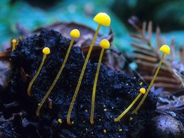 Mycena_oregonensis(fs-01).jpg