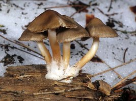 Mycena_overholtzii(mgw-01).jpg