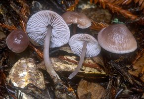 Mycena_pura(mgw-03).jpg