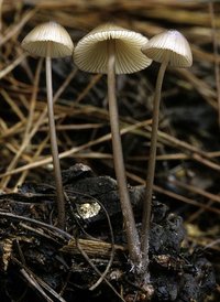 Mycena_purpureofusca(mgw-02).jpg