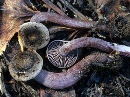 Neohygrophorus_angelesianus(mgw-01).jpg