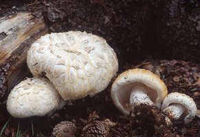 Neolentinus_ponderosus(fs-02).jpg