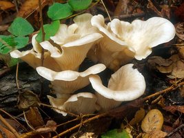 Pleurotus_ostreatus(mgw-02).jpg