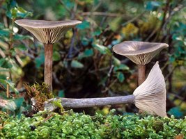 Pseudoclitocybe_cyathiformis(mgw-01).jpg