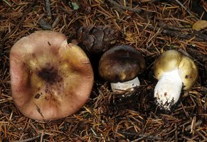 Russula_abietina(mgw-01).jpg