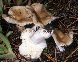 Russula_amoenolens(mgw-02).jpg