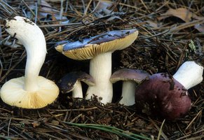 Russula_atroviolacea(mgw-01).jpg