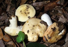 Russula_basifurcata(mgw-01).jpg