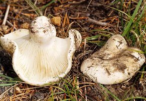 Russula_brevipes(mgw-01).jpg