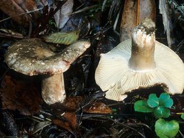 Russula_densifolia(mgw-01).jpg