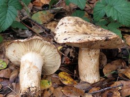 Russula_eccentrica(fs-01).jpg