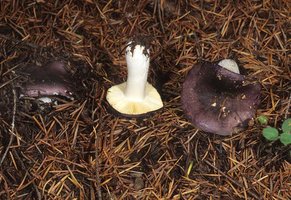 Russula_murrillii(mgw-01).jpg