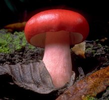 Russula_sanguinea(tfl-c1021-41).jpg