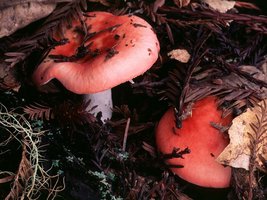 Russula_silvicola(ms-01).jpg