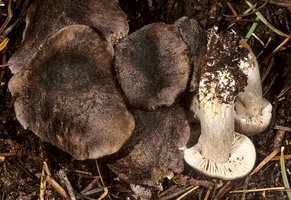 Tricholoma_atroviolaceum(mgw-01).jpg