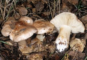 Tricholoma_dryophilum(mgw-01).jpg