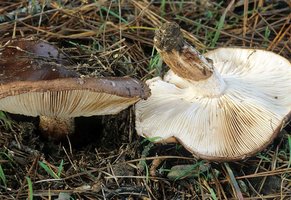 Tricholoma_fracticum(mgw-01).jpg