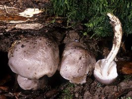 Tricholoma_griseoviolaceum(mgw-04).jpg