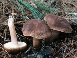 Tricholoma_imbricatum(mgw-04).jpg